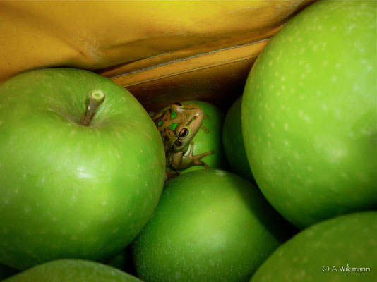 Stowaway @ Omodei Orchards