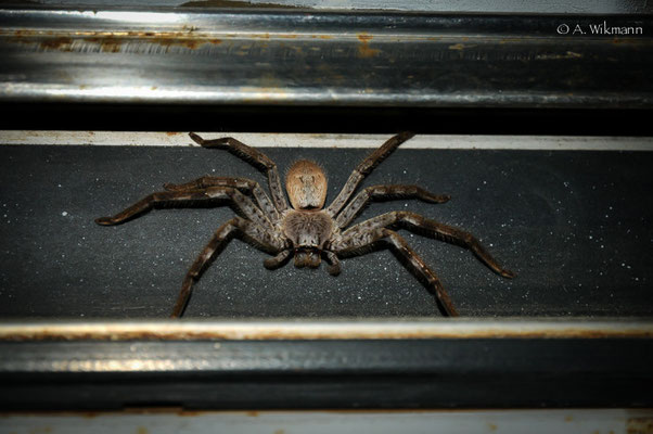 Discovered a new roommate in our van...