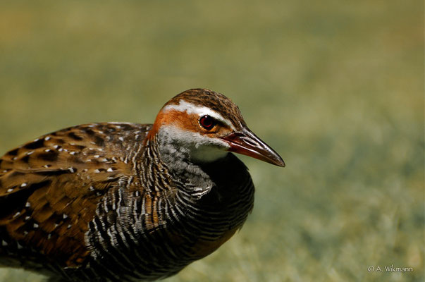 Buff-banded Rail (Gallirallus philippensis) 
