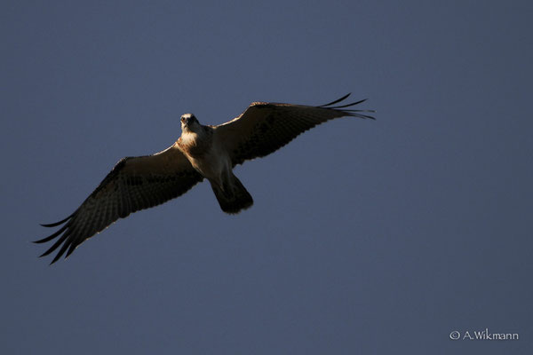 Osprey (Pandion haliaetus)