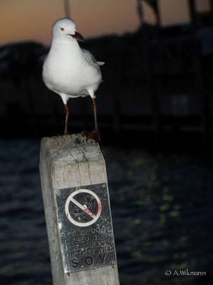 Don`t feed the seagulls or they will S.O.Y.  -  Shit On You??