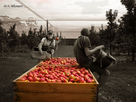 Jan & Neville are joking around @ Omodei Orchards
