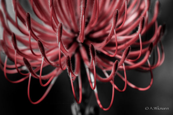 Impressions Botanical Garden Perth
