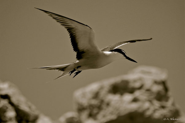 Bridled Tern (Onychoprion anaethetus)