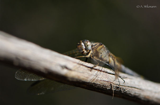 Do you know what dragonflies eat? Midgets & Mozziiies, yeah!