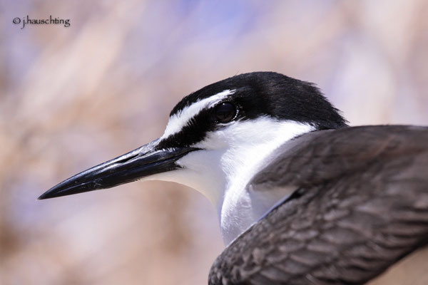 Bridled Tern  (Onychoprion anaethetus)