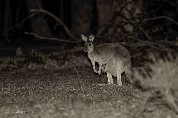 Nightwalk Impressions - Kangaroo with a little joey