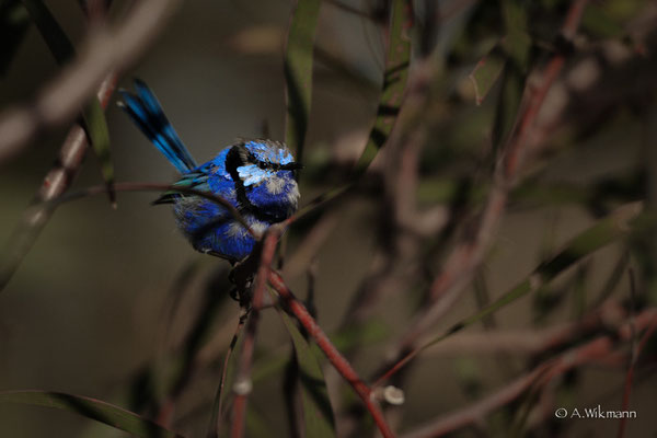 Another Splendid Fairywren (Malurus splendens) 