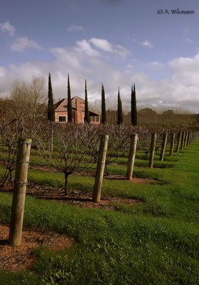 Impressions @ Picardy Vineyard