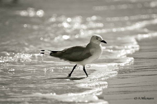 Silver Gull  (Chroicocephalus novaehollandiae)