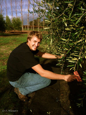 Jan is raking olives of the tree...