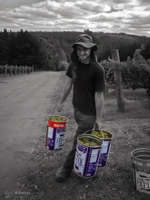 What a hardworking guy @ Andrews Vineyard