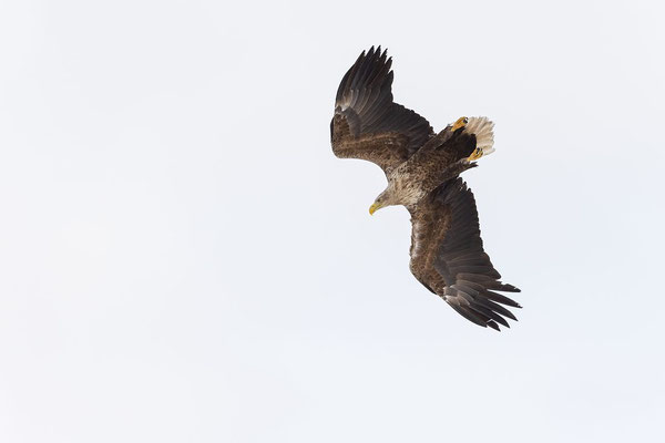 Aquila di mare