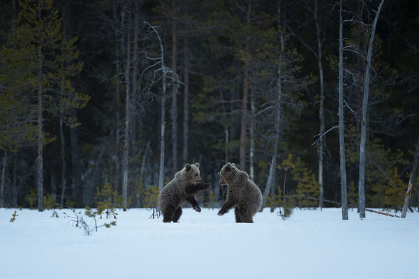 Orso bruno