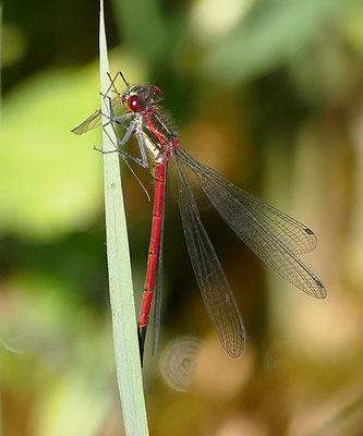 Frühe Adonislibelle , ml.