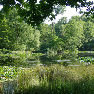 Brinksknappteich