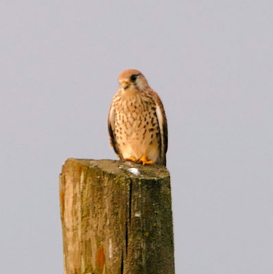 Turmfalke
