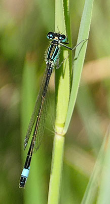 Fledermausjungfer