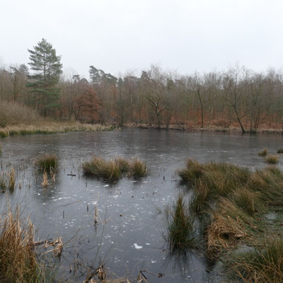 Brinksknappteich