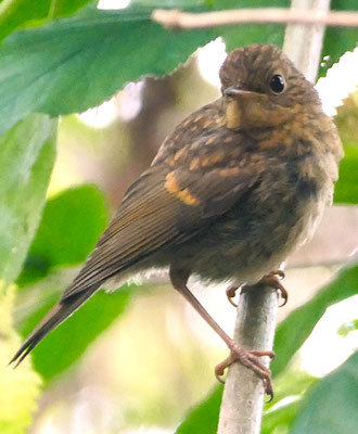 junge Amsel