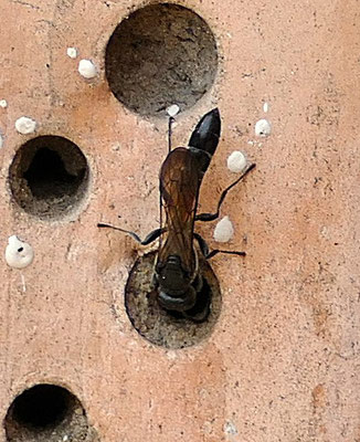 Wildbienenhotel