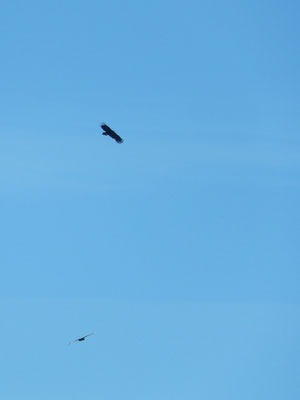 Visite de deux vautours.