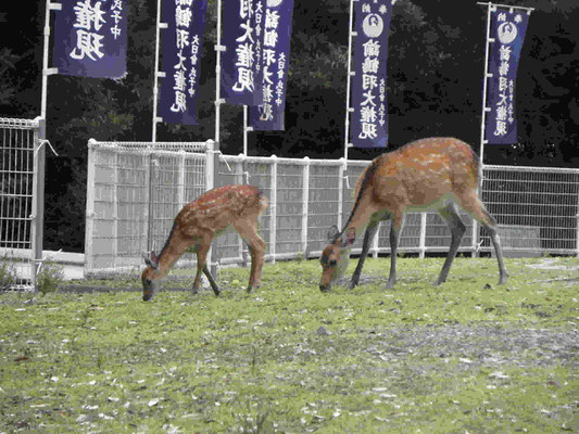 諭鶴羽山のシカ