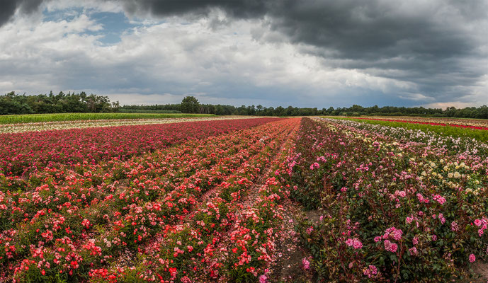 Rosen in Holland