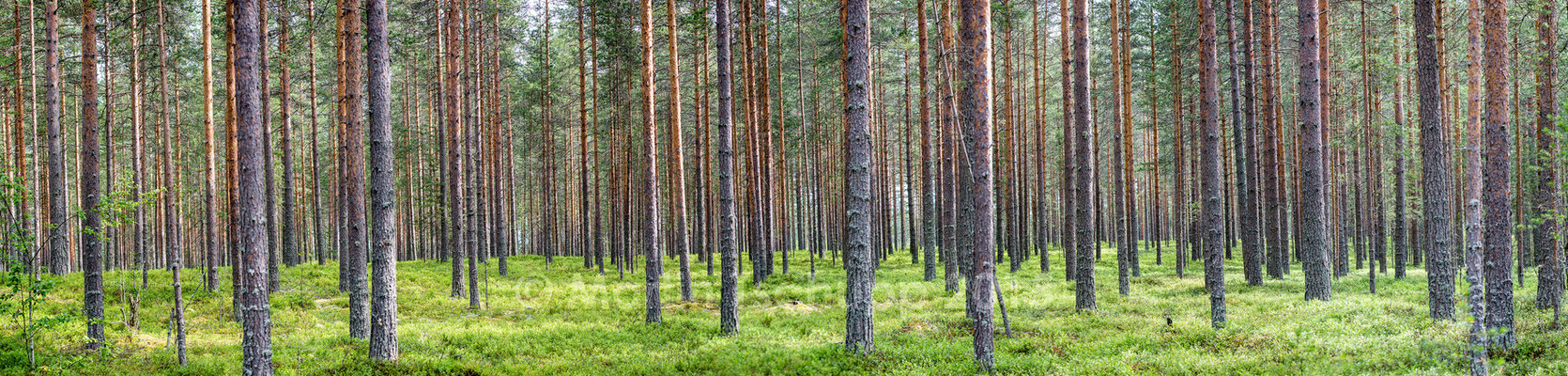 Kiefernwald Finnland