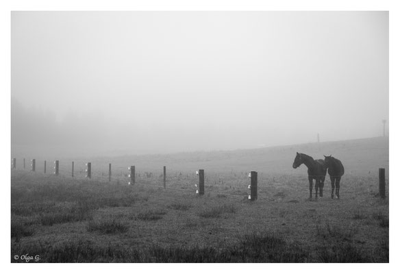 #0053 "Fog- Just 2 of us II (Horses) (Sjelborg, Esbjerg, DK, 2018   Ltd of 10