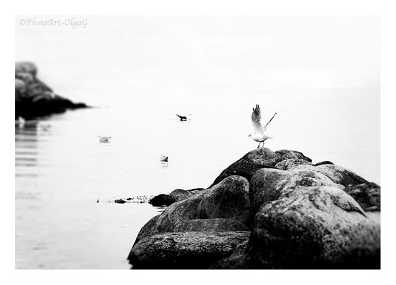 #0025 "Seagull" ( Fredericia, DK, 2017) Ltd of 25