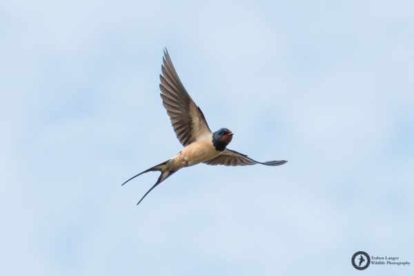 Hirundo rustica / Barn Swallow / Rauchschwalbe
