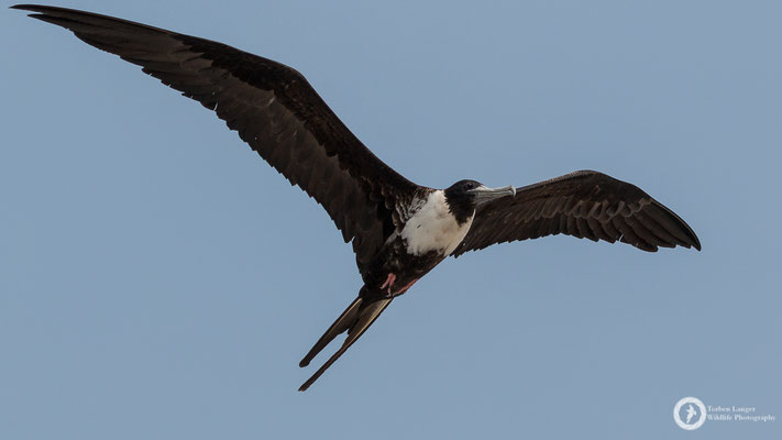 Magnificent Frigatebird