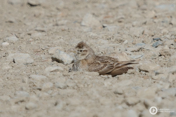This Greater Short-toed Lark is dust-bathing on the road