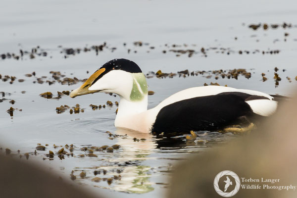 Somateria mollissima / Common Eider / Eiderente ♂