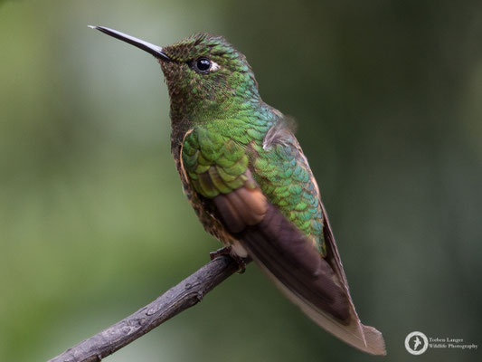 Boissonneaua flavescens - Buff-tailed Coronet - Fahlschwanzkolibri