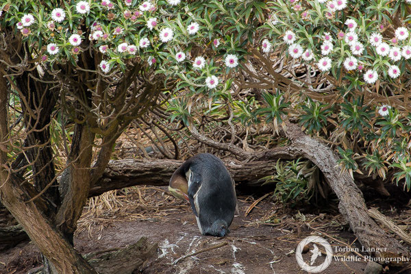 Megadyptes antipodes / Yellow-eyed Penguin / Gelbaugenpinguin / Hoiho