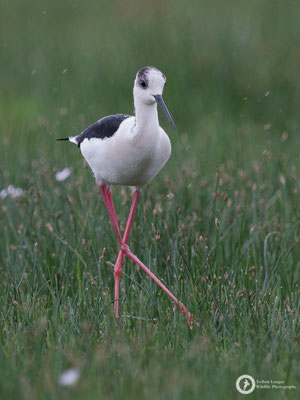 Black-winged Stilt