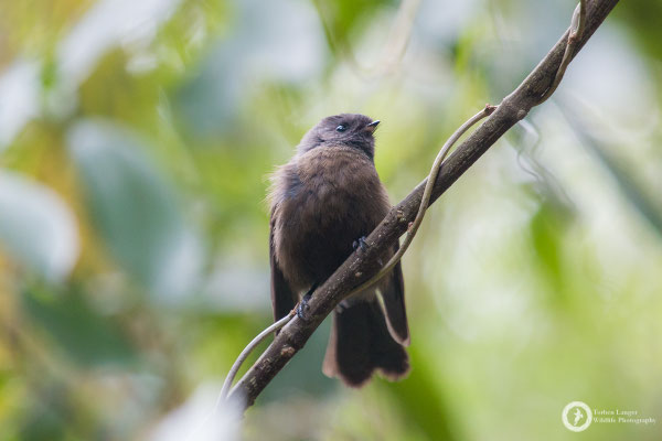 Rhipidura fuliginosa / New Zealand Fantail / Neuseeland-Fächerschwanz