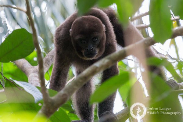 Lagothrix lagotricha / Brown Woolly Monkey / Brauner Wollaffe