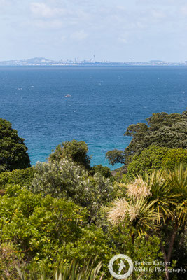 Tiritiri Matangi
