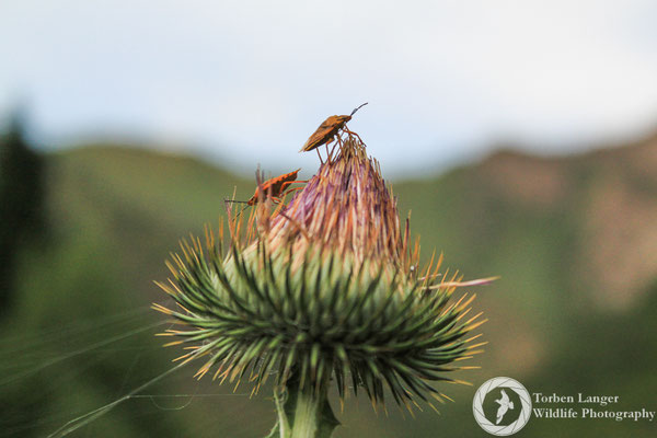 Insects