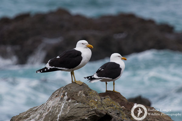 Kelp Gulls close to Kaikoura