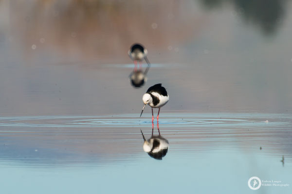 Himantopus himantopus ssp. leucocephalus / Black-winged Stilt / Stelzenläufer