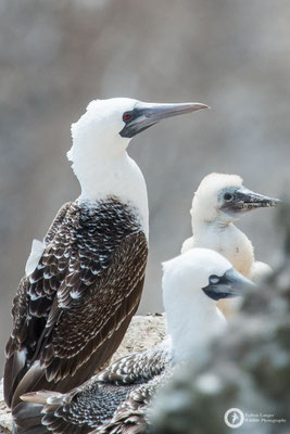 Peruvian Boobies