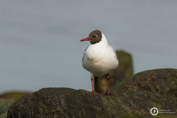 Larus ridibundus / Black-headed Gull / Lachmöwe