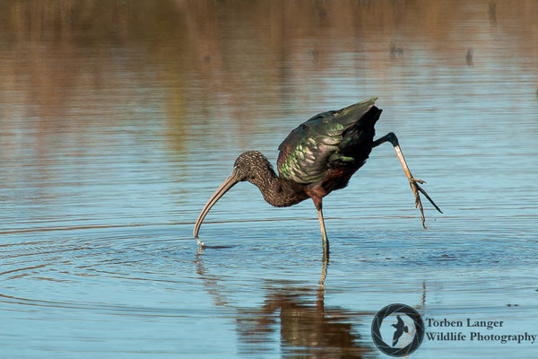 Plegadis falcinellus / Glossy Ibis / Sichler
