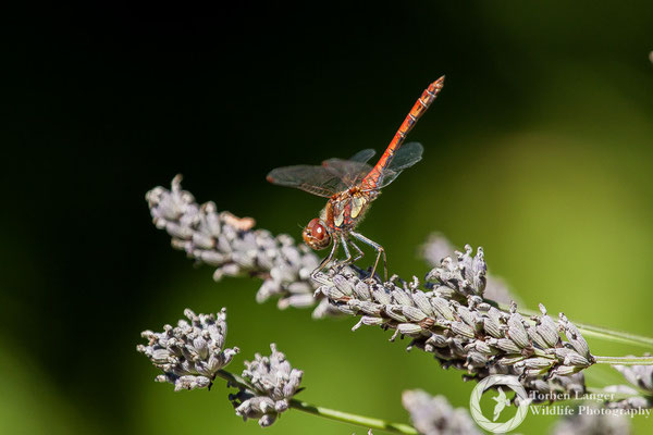 Dragonfly / Libelle
