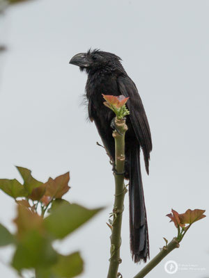 Groove-billed Ani