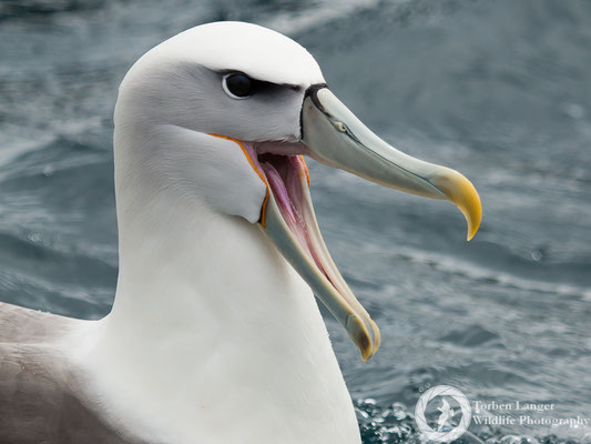 Thalassarche steadi / White-capped Albatross / Aucklandalbatros